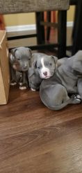 Blue nose pups for sale