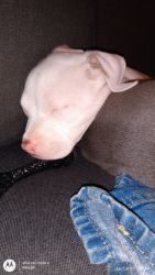 8 week old pitbull pups