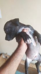 45 days old pit bull puppies