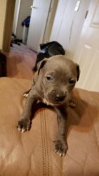 American pit terrier ready for their forever home