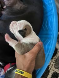 Pit Bull Puppies, born 1 June 22