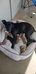 3 female American pit bull terriers
