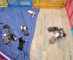 Purple ribbon blue nose pitbull puppies