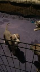 Tricolor pitbull puppies