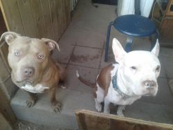 Pitbull bully puppies for sale