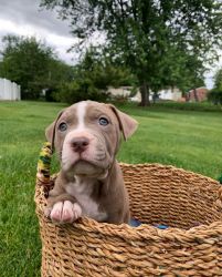 Pitbull Puppies for Sale