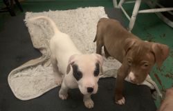 Adorable pups looking for there forever home