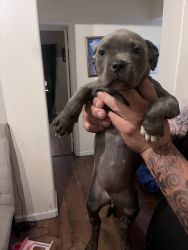 American blue nose pit