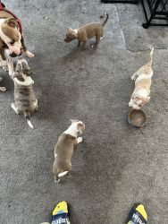 6 week old pitbull puppies