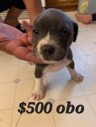 Blue nose pure bred puppies