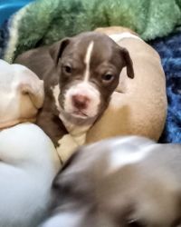 American Pitt Bull Terrier and Bully puppies