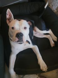 Pit mix needing rehomed.