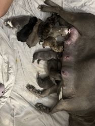 Hey I have 9 beautiful pit bull puppies and I’m so excited