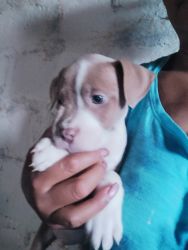 PITBULL PUPPIES FOR SALE
