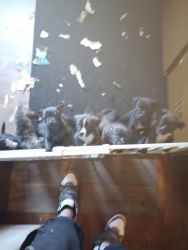 American pitbull terrier and blue lacy pups