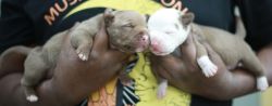 American pitbull terrier puppy for sale