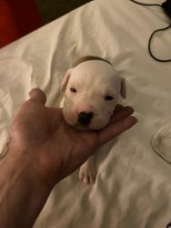 Pitbull Puppies Ready for their FurrrEver Homes