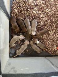 Purebred pitbull puppies