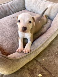 Blue nose pitbull puppies waiting foir their forever homes