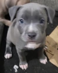 Pit Bull puppies for sale