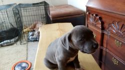 Blue pitbull puppy for sell