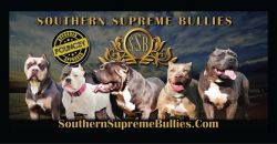 XXL Southern Supreme Bullies