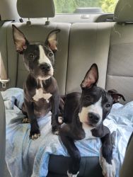 4 month old Purebred Pitbull puppies