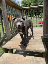 Full blooded blue pit bull male