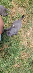 Blue and fawn pitbull pups