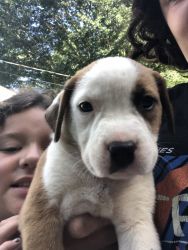 Cute loving puppy for sale to a loving home