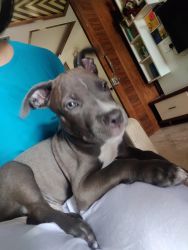 Amarican pittbull terrier and amarican bully mix puppies of age2.5mnth