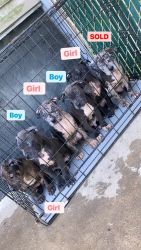 Merle Pitbull puppies for sale today