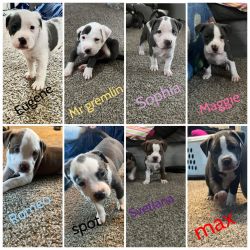 I have 8 healthy APBT for sale