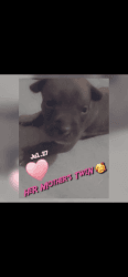 American Pitt Bull Terrier’s