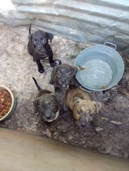 Pure bred American Pitbull Terrier Pups. Get em while they last!