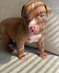 Beautiful Pitbull puppies available