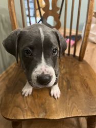 Pit bull terrier mix