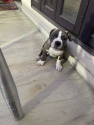 I want to sell my 8 months old pitbull puppy