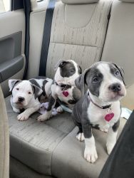 Pit Bull Terrier Puppies Pure Breed