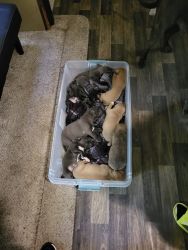 Pot puppies for sale