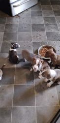 Seven puppies left for sale