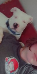 White pitbull terrier puppy eight months old