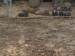 blue and tan pitbull puppies