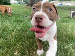 American Pitbull Terrier Puppies for Sale