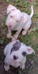 4 beautiful white and blue pitbull and American bulldog mix puppies
