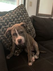 11 weeks Pit-bull Puppy (Brindle)