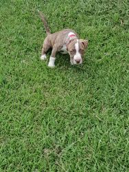 Blue brindle American bully shes a wonderful and active puppy looking