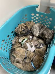 11 pups 4 males 7 females