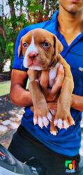 Pitbull puppy for sale
