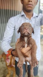 American Pittbull male and female puppies available hurry up